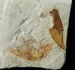 Zelkova zelkovifolia (UNGER 1843) & Daphnogene polymorpha ETTING - Bild © FossNet FossilienStore